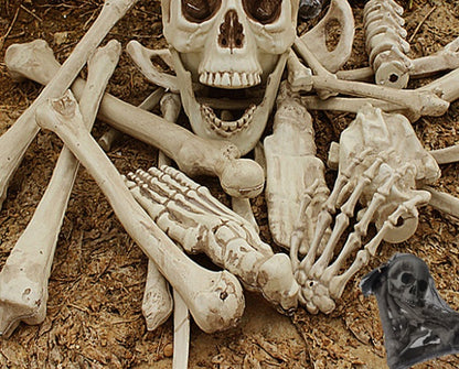 Halloween Skeleton Bones 28pcs Halloween Prop Skeleton Skull Haunted House Horror Accessory Party Decorations Tricky Bones Skull